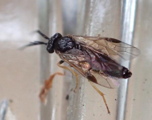 Cladius pectinicornis